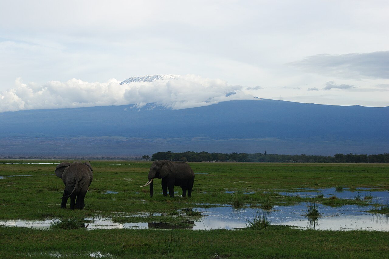 Elephant in Amboseli with Mount Kilimanjaro behind it