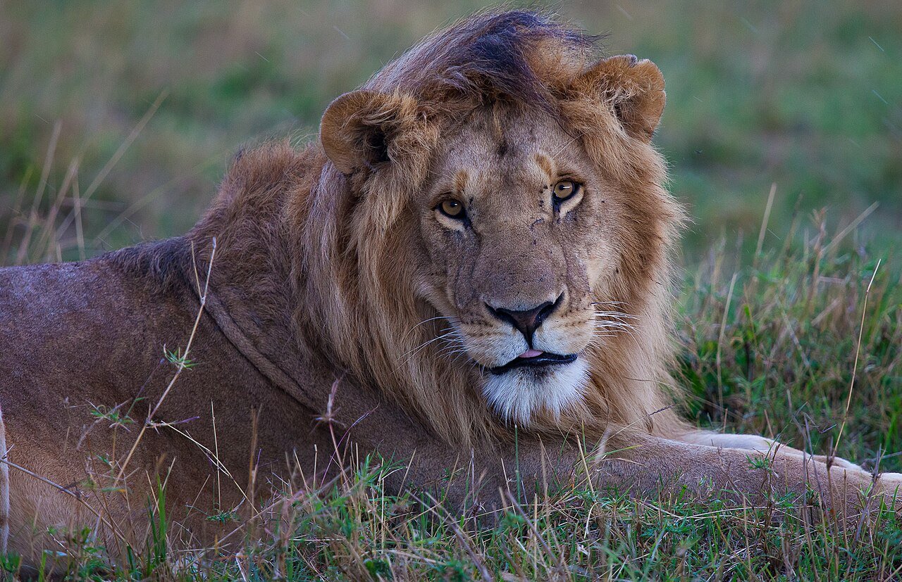 Male lion resting on the grass in the Maasai Mara, Kenya