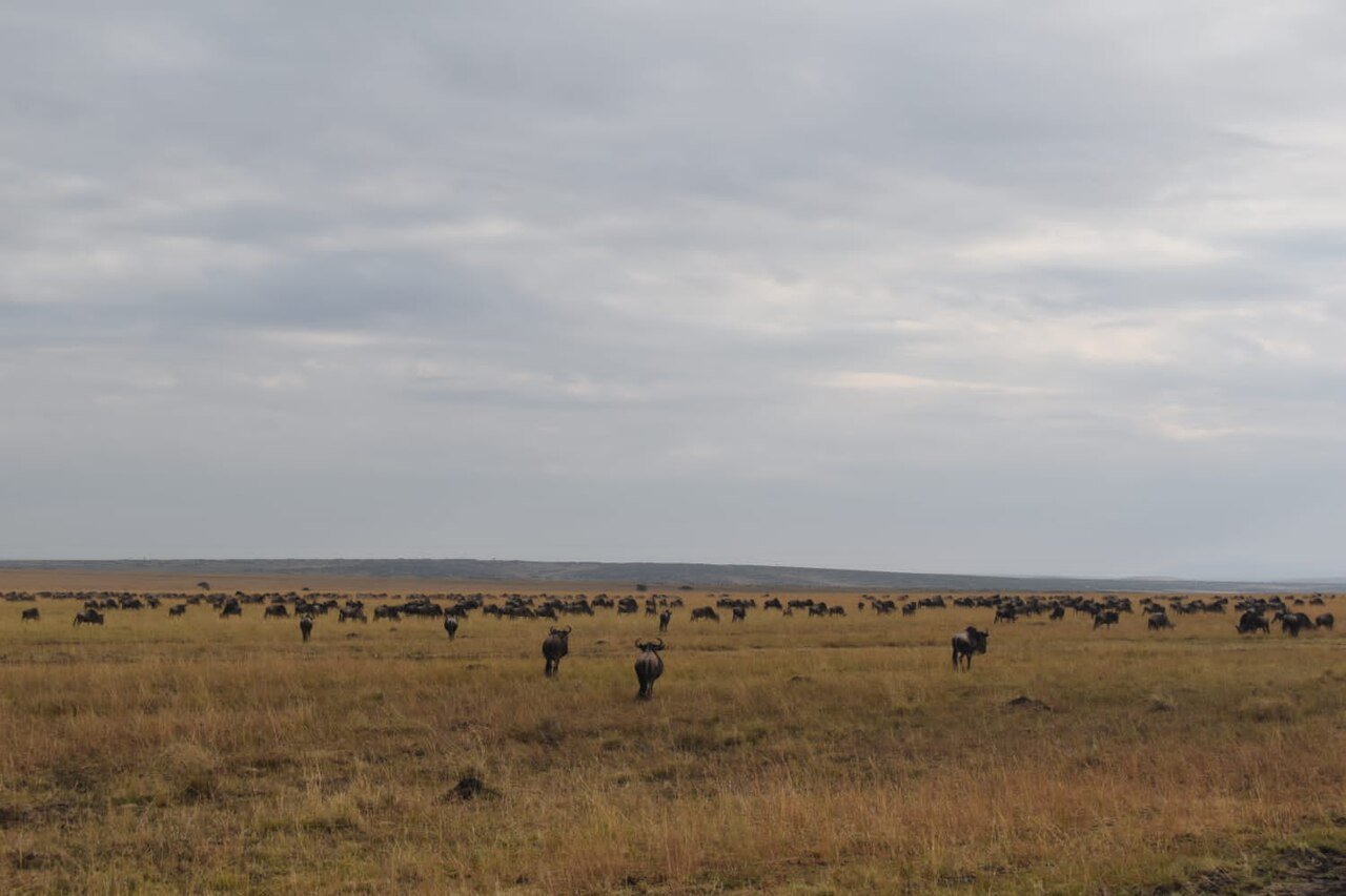 Wildebeest herd during the migration in the Maasai Mara