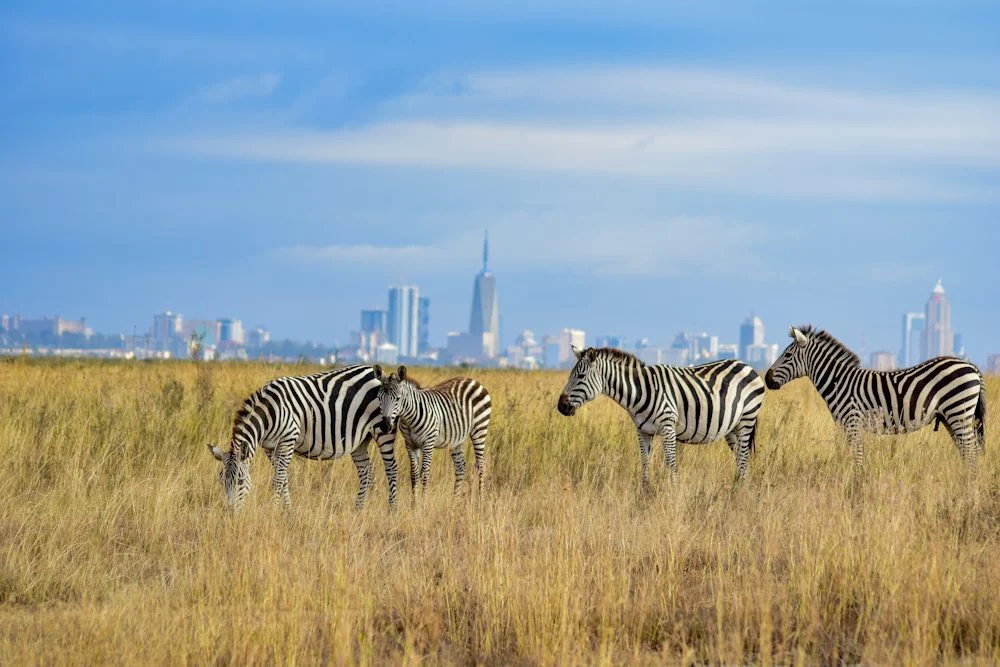Plains zebras in Nairobi National Park, with the Nairobi skyline behind them