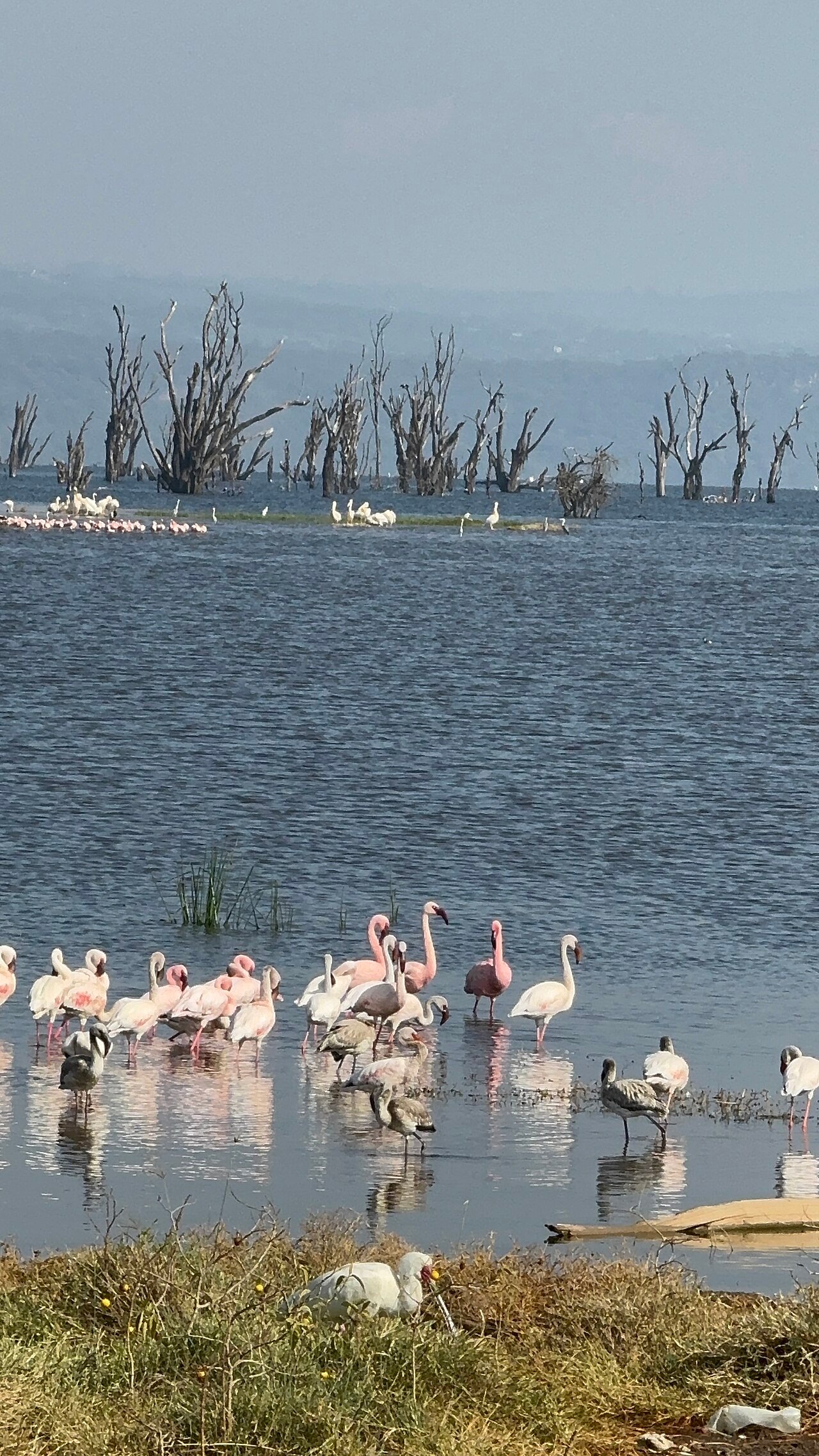 Flamingos at Lake Nakuru