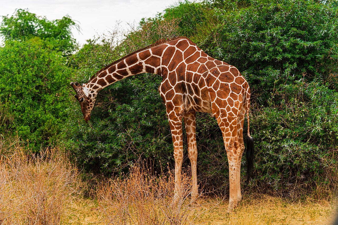 Reticulated giraffe feeding in Samburu National Reserve